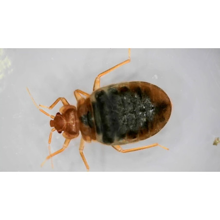 We differentiate between wall bed bugs and bat bugs.